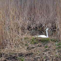 2018-04-14 Copenhagen/Utterslev Mose/DSC_0065.JPG